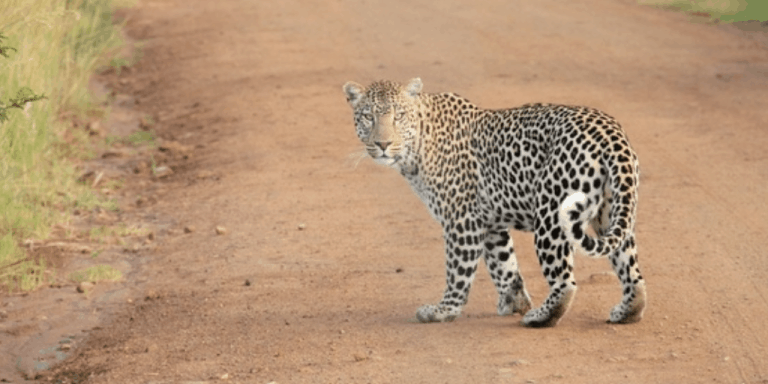 cheetah lion