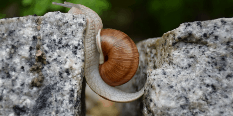 caracol