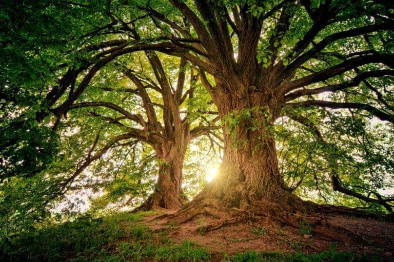 trees in the forest